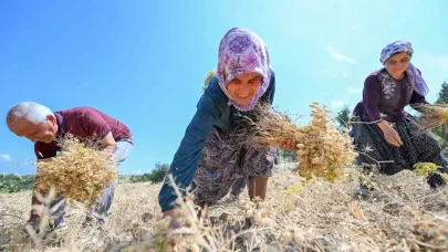 Gülnar’da atalık tohum desteğiyle üretilen nohutlar hasat edildi