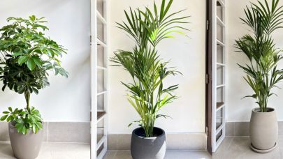 Kapalı alanlarda bakılabilen bitkiler!