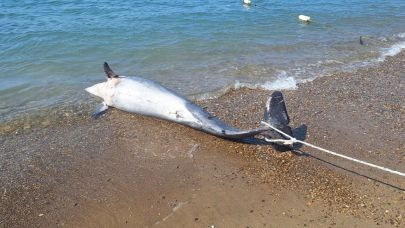 Bodrum’da ölü yunus balığı kıyıya vurdu