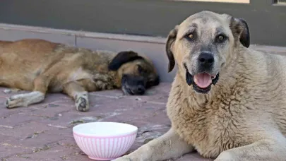 Antalya’nın denizi bile yanıyor:  Termometreler 45, deniz suyu 32 derece