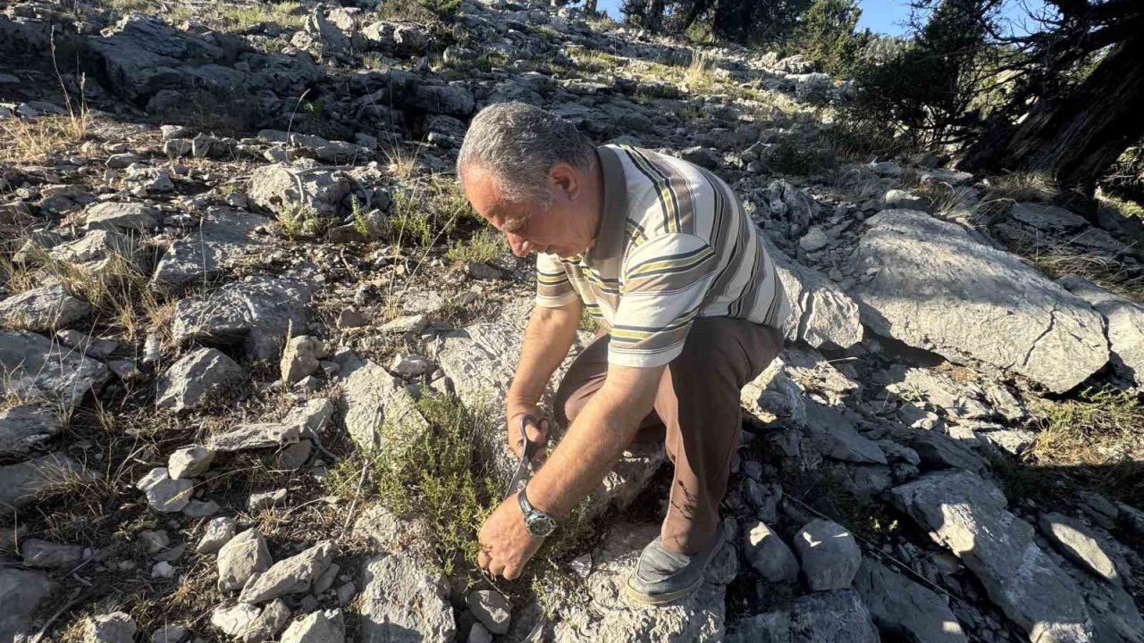 Şifalı taş kekiği için bin 800 rakımlı yaylaya çıkıyorlar