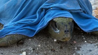 Muğla’da tekne pervanesi çarpan caretta carettayı sahil güvenlik kurtardı