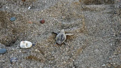 Gazipaşa'da yavru carettaların yaşam yolculuğu başladı