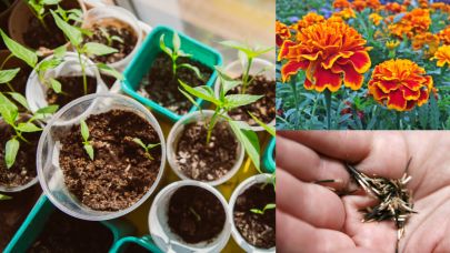 Bu ay dikilebilecek çiçekler