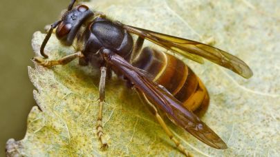 Ülke genelinde paniğe yol açtı!