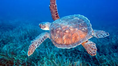 Denizde sessiz mücadele: Caretta Carettalar!