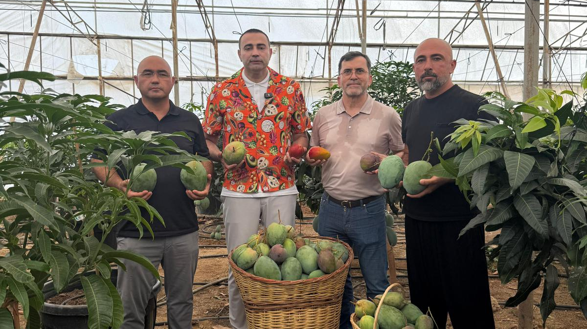 Alanya’da Mango hasadı!