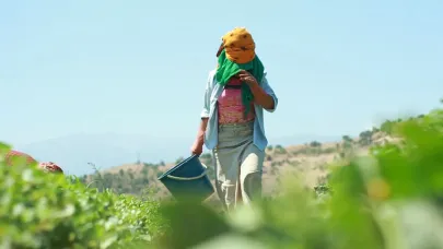 Kırsalda sigortasız işçi çalıştırma yaygınlaşıyor