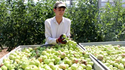 Isparta'da elmada don kaybı yüzde 30'u buldu; rekolte beklentisi 900 bin ton