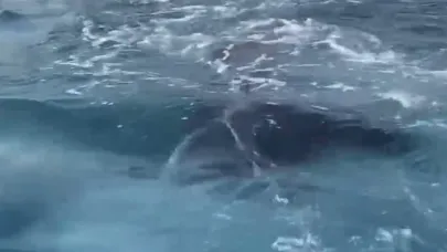 Antalya’da kayalıklar arasına giren yavru balina kurtarıldı