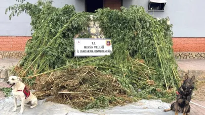 Bahçesinde kenevir yetiştiren şüpheli 45 kilo esrarla yakalandı
