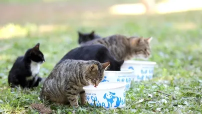 Can dostlarımızın yaşam mücadelesi!