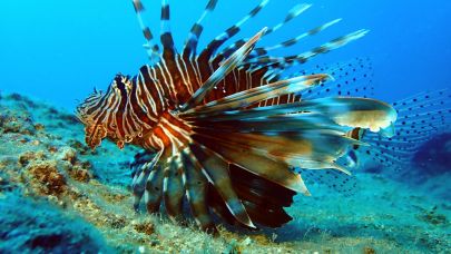 Akdeniz'de bir dönem korku salmıştı, zehirli istilacı tür yok olmaya başladı