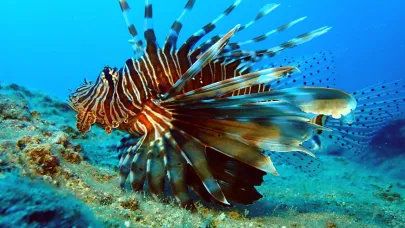 Akdeniz'de bir dönem korku salmıştı, zehirli istilacı tür yok olmaya başladı