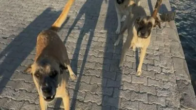 Yürüyüş yaparken köpek saldırısında yaralandı