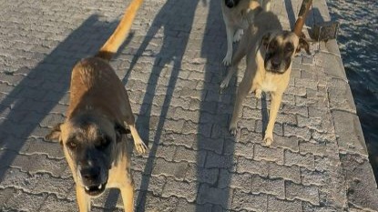 Yürüyüş yaparken köpek saldırısında yaralandı