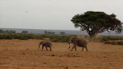 Kenya’da akılalmaz olay!