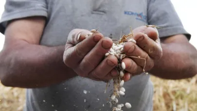 Konyaaltı Çandır fasulyesi için coğrafi işaret başvurusu