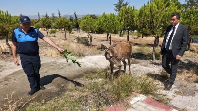 Piknikçilere 'kızıl geyik' sürprizi