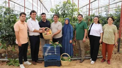 Türkiye’nin tropikal gururu! Gazipaşa Mangosunda yeni dönem başlıyor