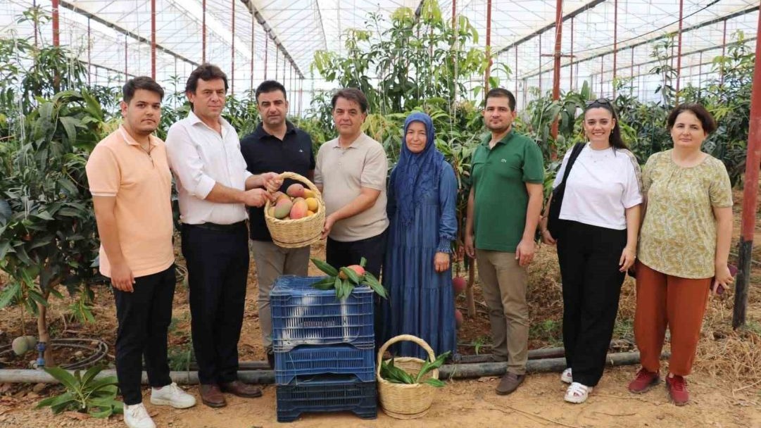 Türkiye’nin tropikal gururu! Gazipaşa Mangosunda yeni dönem başlıyor