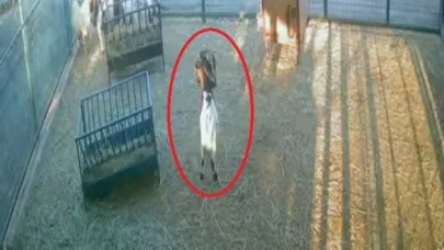 Yerdeki poşeti başına geçiren cüce keçi, diğer keçilerin kabusu oldu