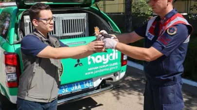 Yaralı olarak bulunan İbibik kuşu jandarma sayesinde yaşama tutundu