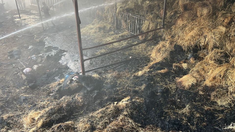 Yangında samanlar yandı, 4 büyükbaş öldü
