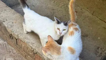 Tarım Müdürlüğünden mikroçip zorunluluğu uyarısı