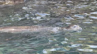 Fethiye'de nesli tükenme tehlikesindeki Akdeniz foku görüntülendi