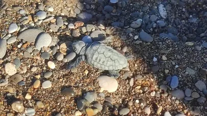Yavru kaplumbağa yuvadan çıkıp denize ulaştı