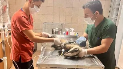 Antalya’da bir evin bahçesinde bulunan porsuk tedavi altına alındı