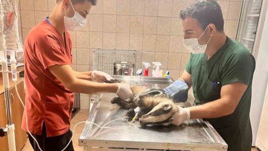 Antalya’da bir evin bahçesinde bulunan porsuk tedavi altına alındı
