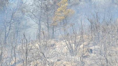 Bodrum orman yangınına yoğun müdahale