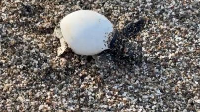 Yavru carettalar yumurtalardan çıkıp denizle buluştu