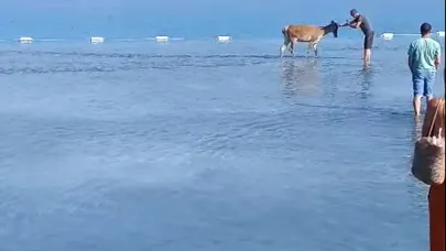 Salda Gölü'ne giren kızılgeyik tatilcilere kendini sevdirdi