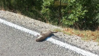 Isparta’da çay kenarında ölü su samuru bulundu