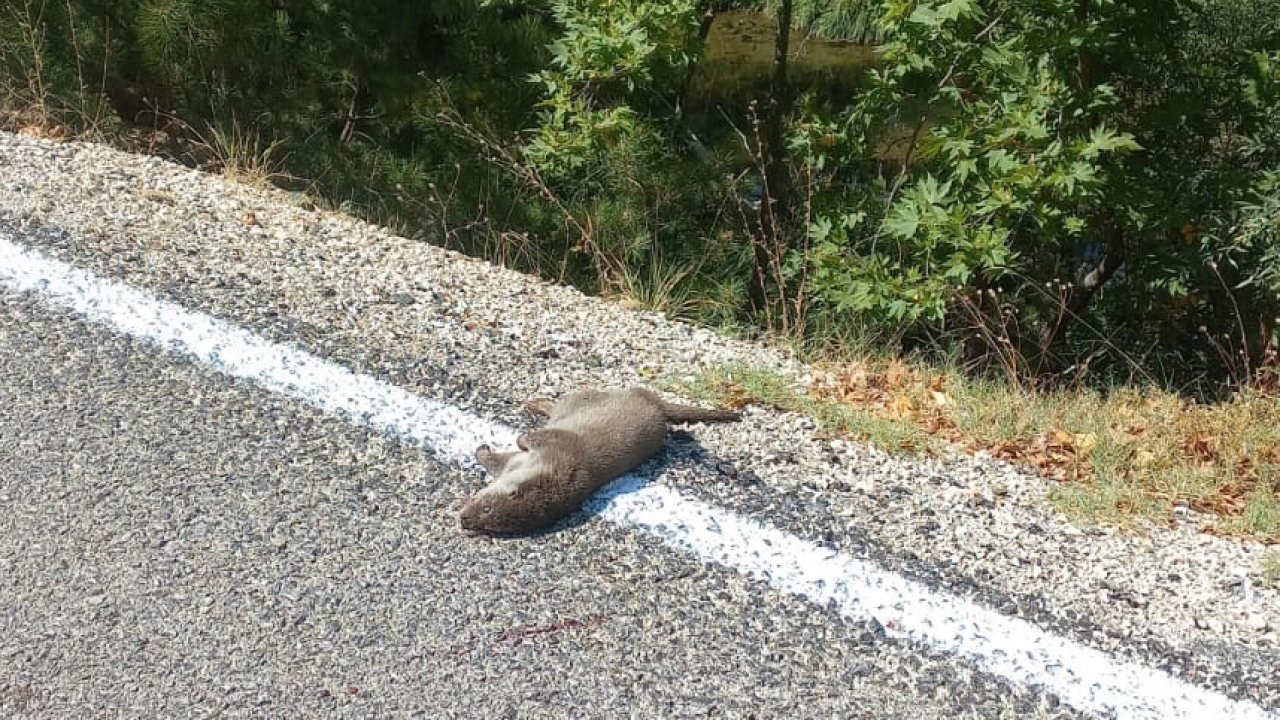 Isparta’da çay kenarında ölü su samuru bulundu