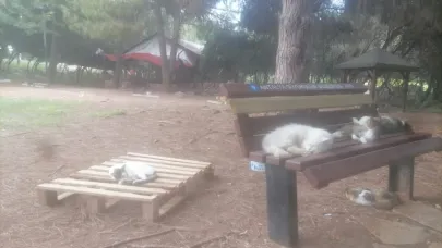 Antalya’da Cam Piramit “Kedi cenneti” oldu