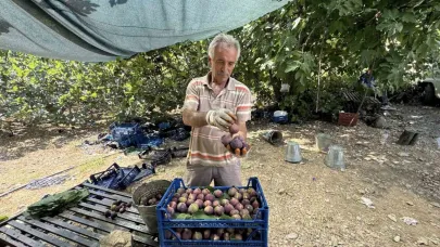 Antalya’da siyah incir hasadı başladı