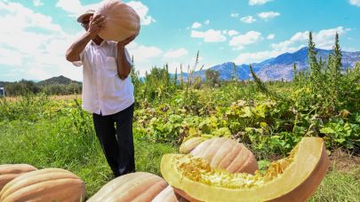 Tarladan Dünya Sofrasına Döşemealtı Camili Bal Kabağı
