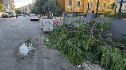 Bina ağaçları kesti, kaldırmı işgal etti