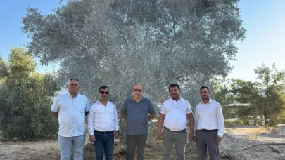 Milas'ta pilot uygulamayla ilk zeytin ağaçları bilimsel yöntemlerle başarılı bir şekilde taşındı