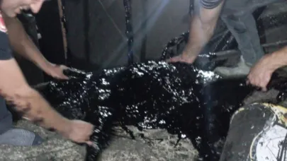 Zift kazanına düşen köpek öldü