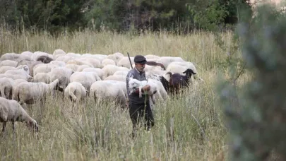 Burdur’un dağlarında yarım asırdır koyunların peşinde