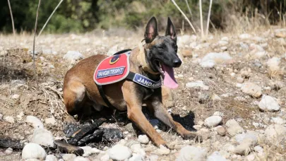 Antalya’nın yangın dedektifi: Eğitimli köpek ‘Hane’ göreve hazır