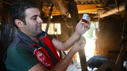 Muğla’da şap hastalığıyla mücadele hız kesmiyor