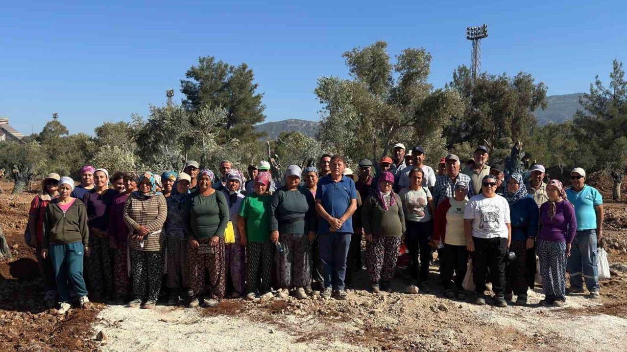 Milas’ta 151 zeytin ağacı doğal saksı yöntemiyle yeni yerlerine taşındı