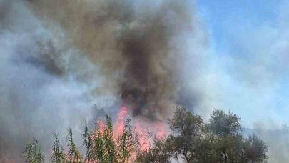Sazlık alanda çıkan yangın büyümeden söndürüldü