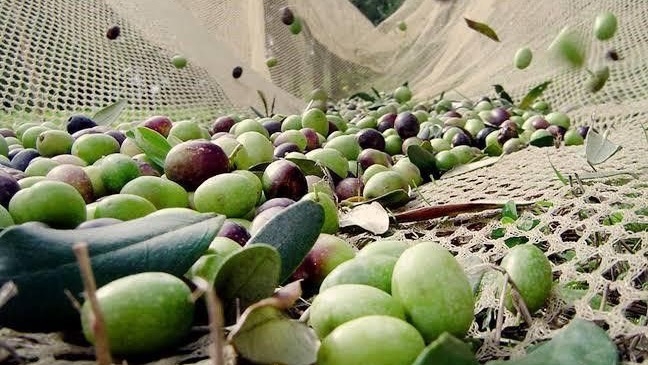 Zeytin üreticilerine meyve dökülmesi uyarısı